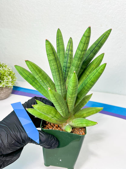 Sansevieria Mr. Hook XXL (C1) | Rare Imported Plants | Hybrid Species