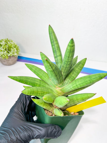 Sansevieria Mr. Hook XXL (C1) | Rare Imported Plants | Hybrid Species