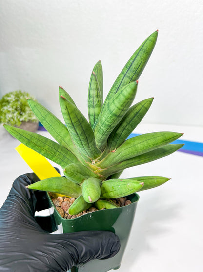 Sansevieria Mr. Hook XXL (C1) | Rare Imported Plants | Hybrid Species