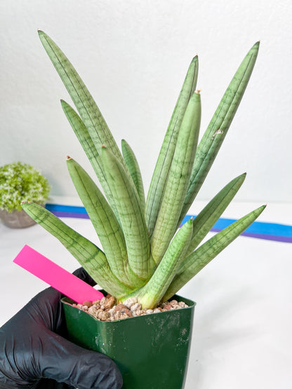 Sansevieria Snow Boy XXL (C1) | Imported Plants | Rare Hybrid Species