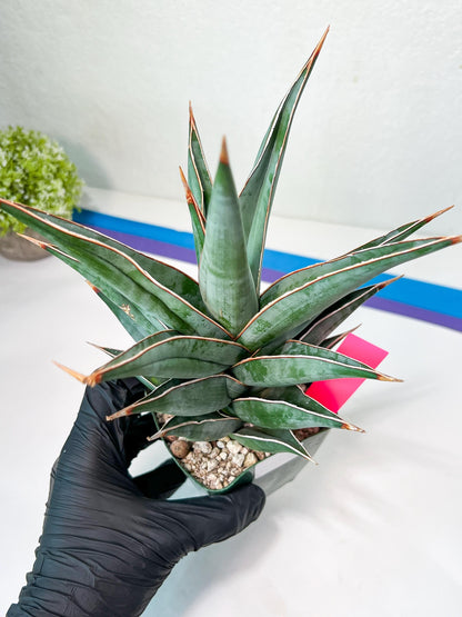 Sansevieria Pinguicula Jambo (#C2) | Discover Your One-of-a-Kind Plant