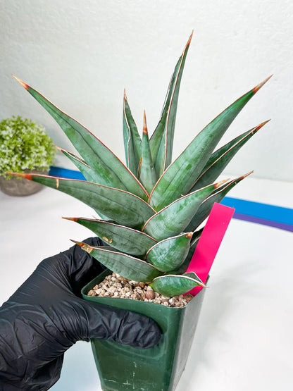 Sansevieria Pinguicula Jambo (#C2) | Discover Your One-of-a-Kind Plant