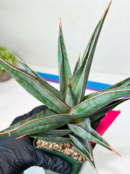 Sansevieria Pinguicula Jambo (#C2) | Discover Your One-of-a-Kind Plant