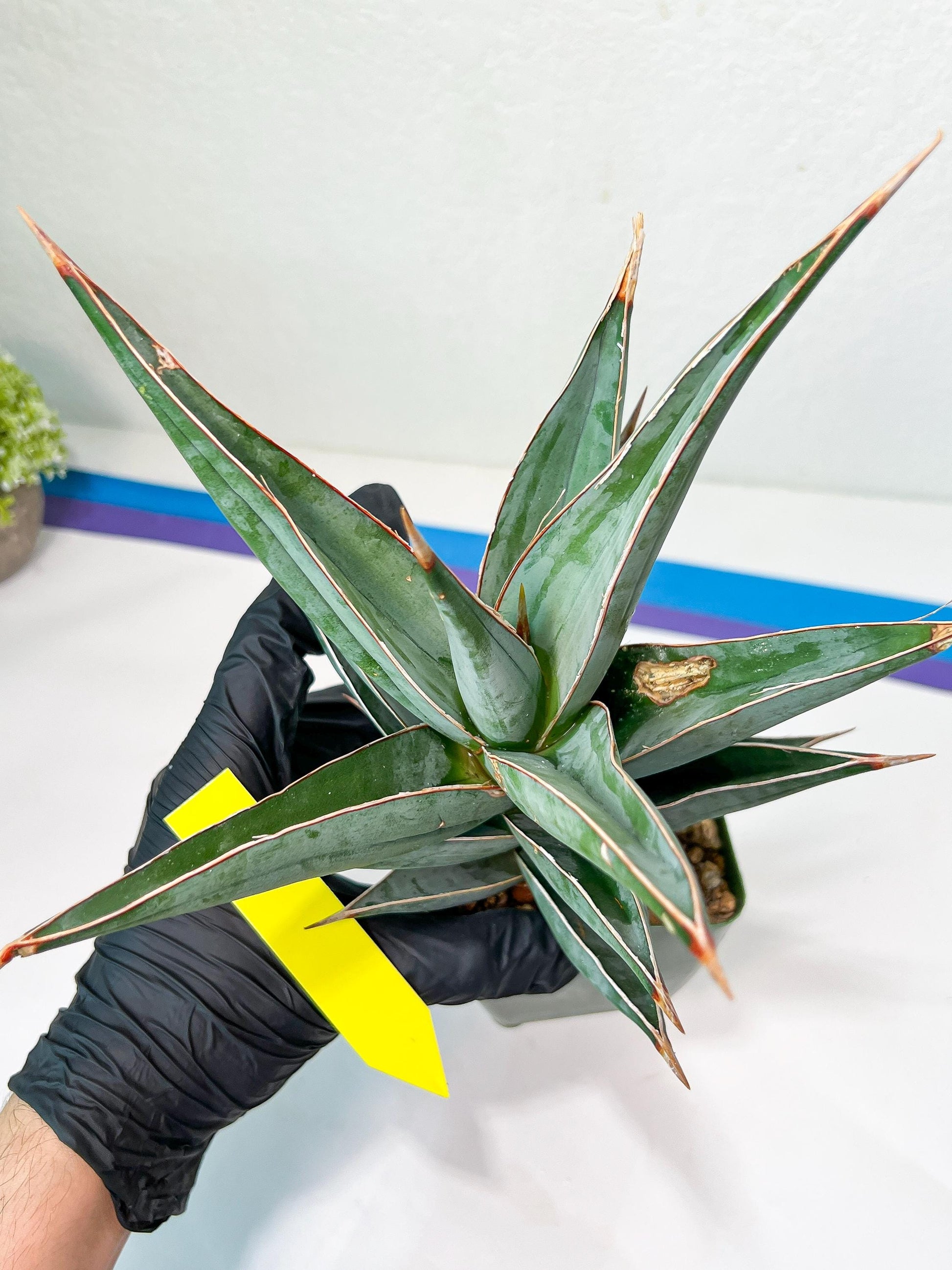 Sansevieria Pinguicula Jambo (#C2) | Discover Your One-of-a-Kind Plant