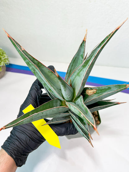 Sansevieria Pinguicula Jambo (#C2) | Discover Your One-of-a-Kind Plant