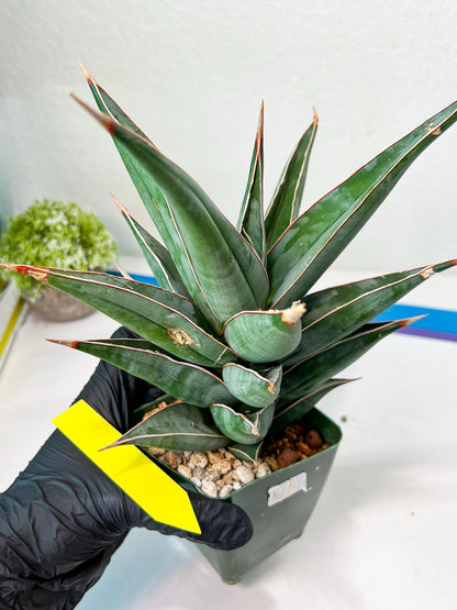 Sansevieria Pinguicula Jambo (#C2) | Discover Your One-of-a-Kind Plant