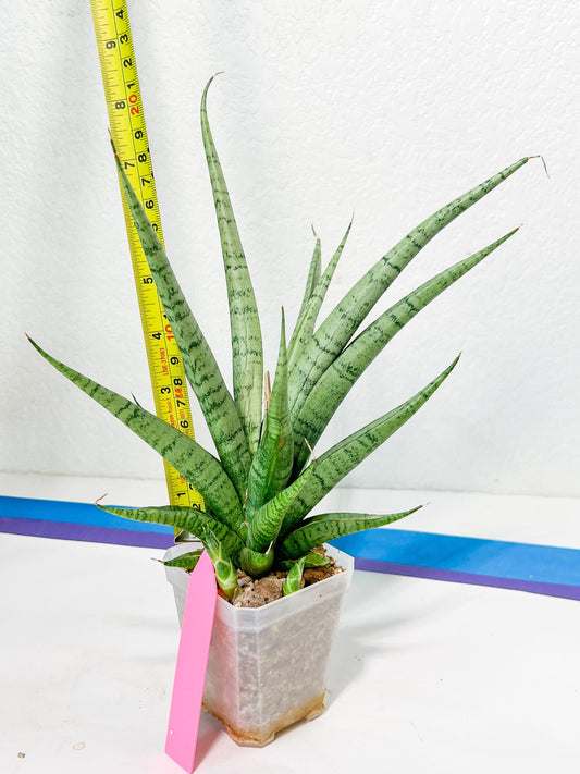 Sansevieria Dife blue (#AC63) | New Imported Hybrids