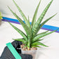Sansevieria Dife blue (#AC63) | New Imported Hybrids