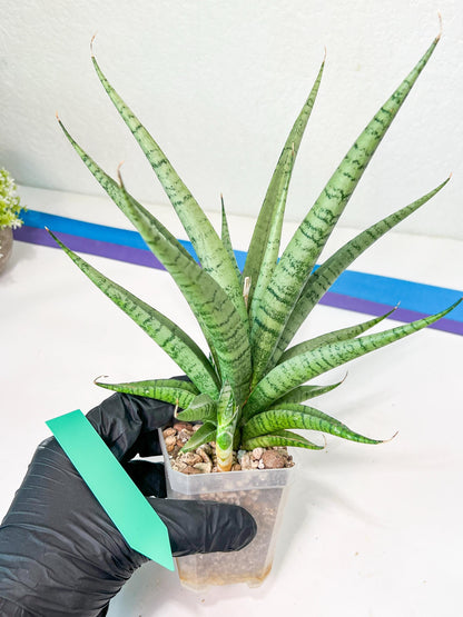 Sansevieria Dife blue (#AC63) | New Imported Hybrids