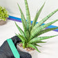 Sansevieria Dife blue (#AC63) | New Imported Hybrids