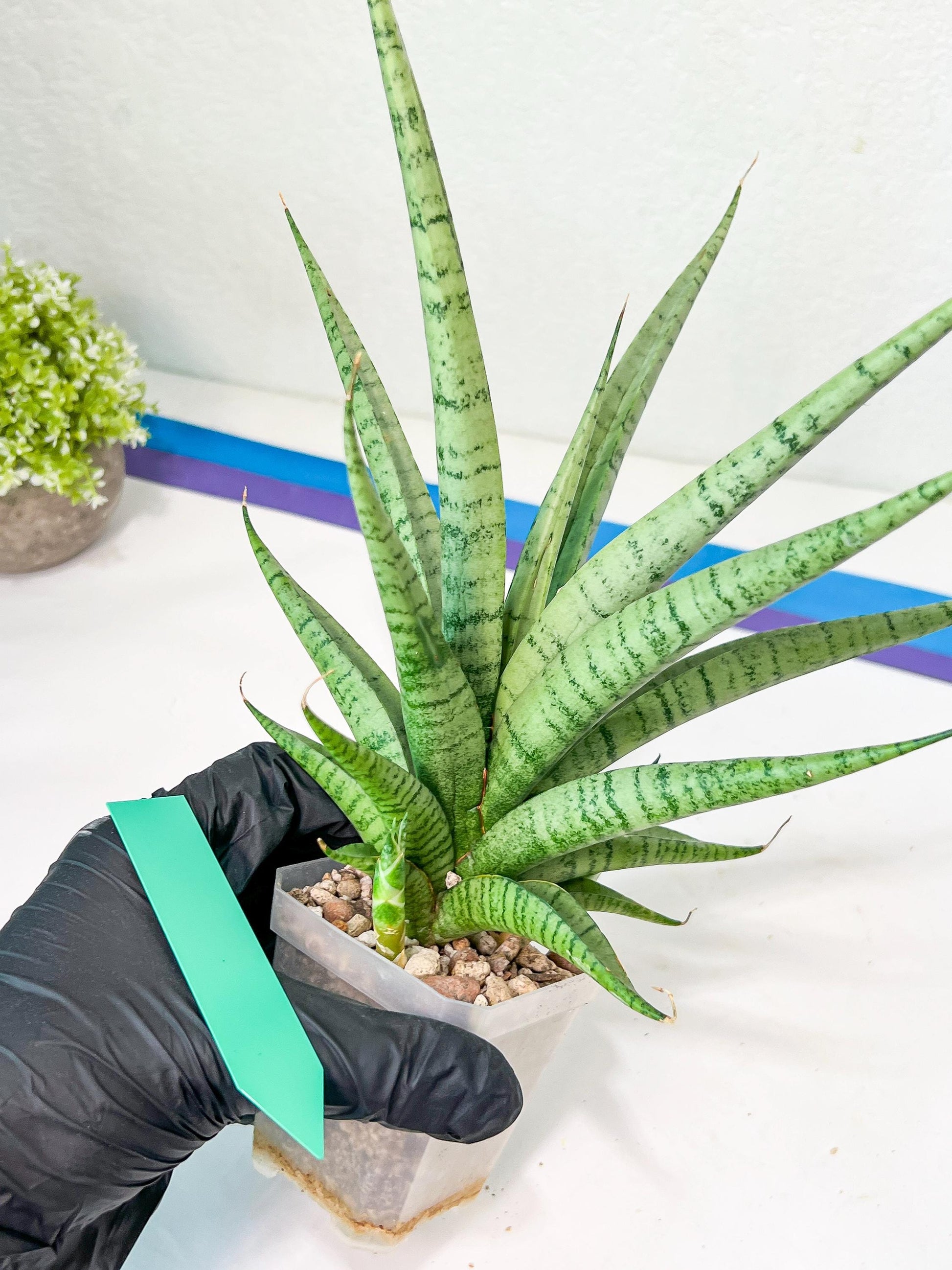Sansevieria Dife blue (#AC63) | New Imported Hybrids