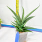 Sansevieria Dife blue (#AC63) | New Imported Hybrids