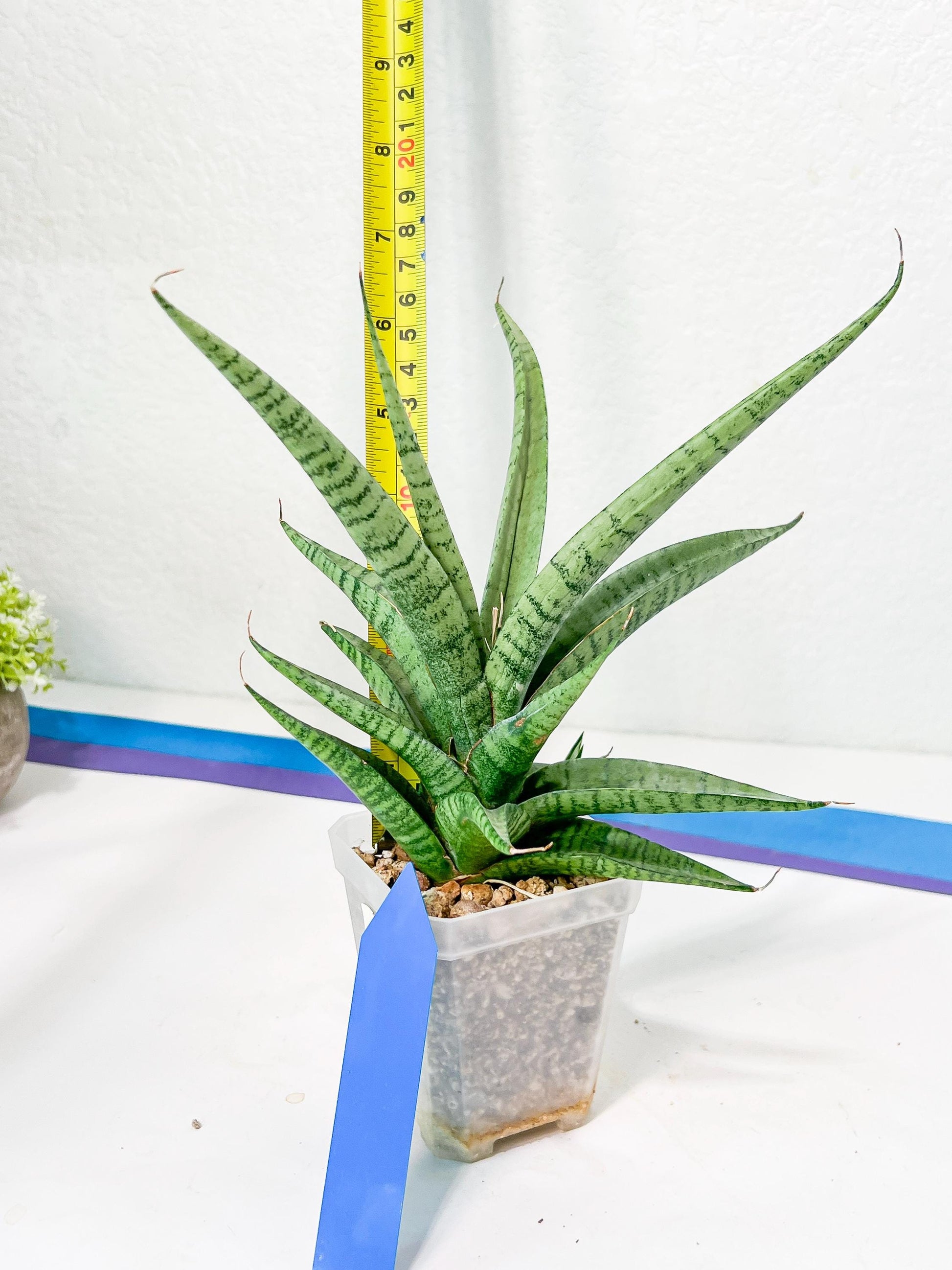 Sansevieria Dife blue (#AC63) | New Imported Hybrids