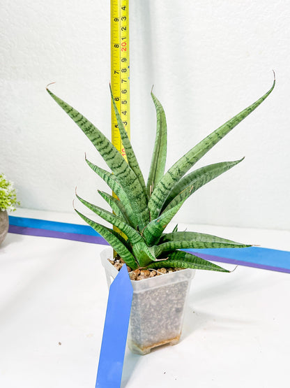 Sansevieria Dife blue (#AC63) | New Imported Hybrids