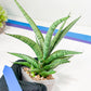 Sansevieria Dife blue (#AC63) | New Imported Hybrids