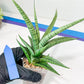 Sansevieria Dife blue (#AC63) | New Imported Hybrids