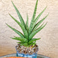Sansevieria Dife blue (#AC63) | New Imported Hybrids