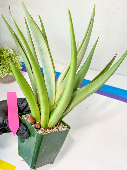 Sansevieria Chao Praya XL (#D1) | Imported Plants | Rare Hybrid Species