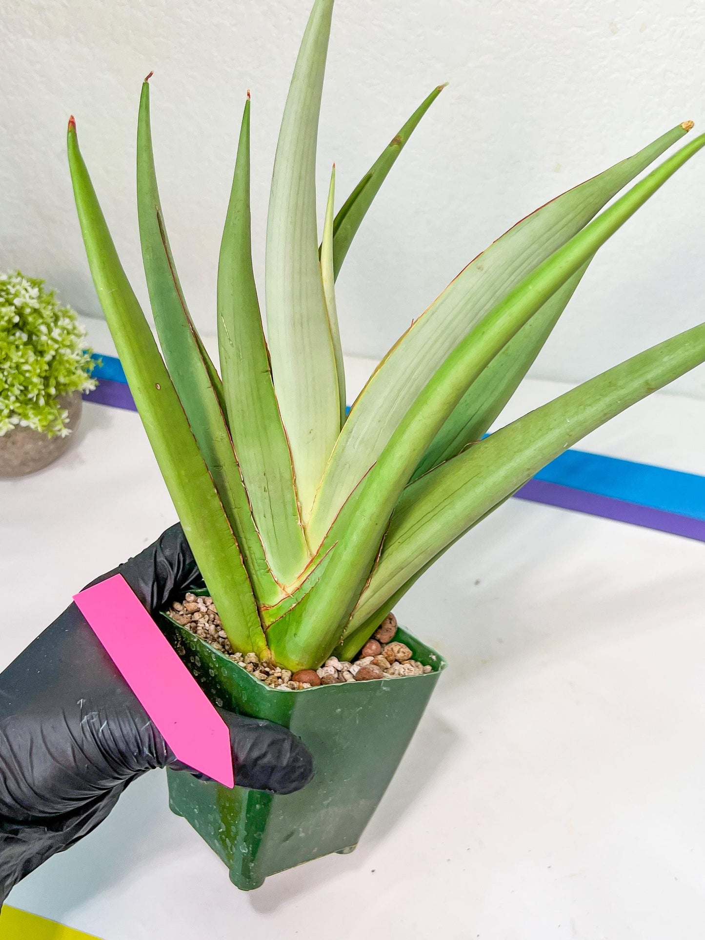 Sansevieria Chao Praya XL (#D1) | Brighten your day with a unique plant find