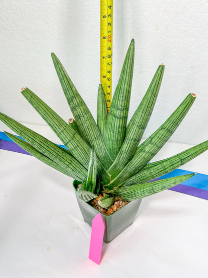 Sansevieria Rookie XXL (D2) | Imported Plants | Rare Hybrid Species