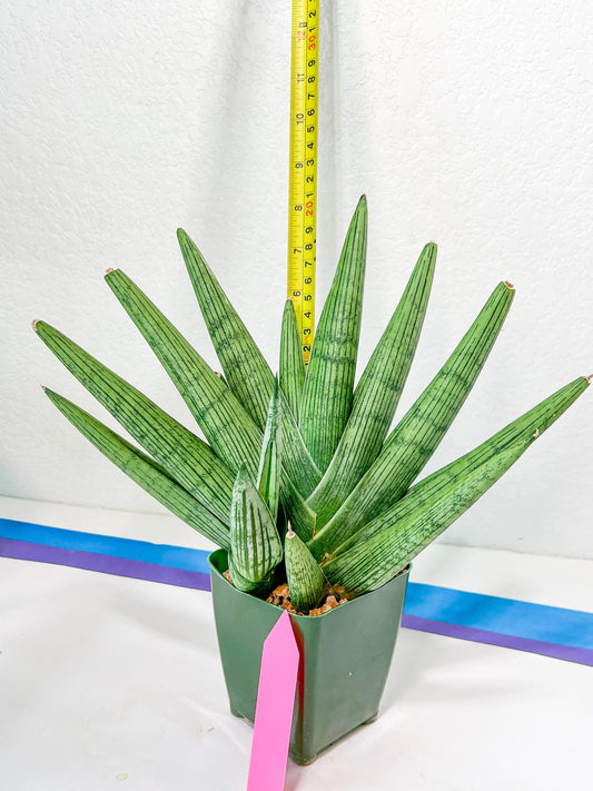 Sansevieria Rookie XXL (D2) | Imported Plants | Rare Hybrid Species
