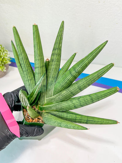 Sansevieria Rookie XXL (D2) | Imported Plants | Rare Hybrid Species