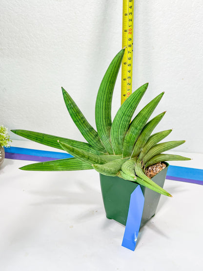 Sansevieria Rookie XXL (D2) | Imported Plants | Rare Hybrid Species