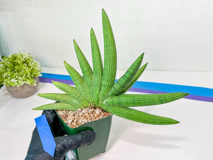 Sansevieria Rookie XXL (D2) | Imported Plants | Rare Hybrid Species