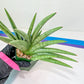 Sansevieria Silver Crown XXL (#D2) | Imported Plants | Rare Hybrid Species