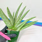 Sansevieria Silver Crown XXL (#D2) | Imported Plants | Rare Hybrid Species