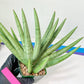 Sansevieria Silver Crown XXL (#D2) | Imported Plants | Rare Hybrid Species