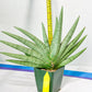 Sansevieria Silver Crown XXL (#D2) | Imported Plants | Rare Hybrid Species