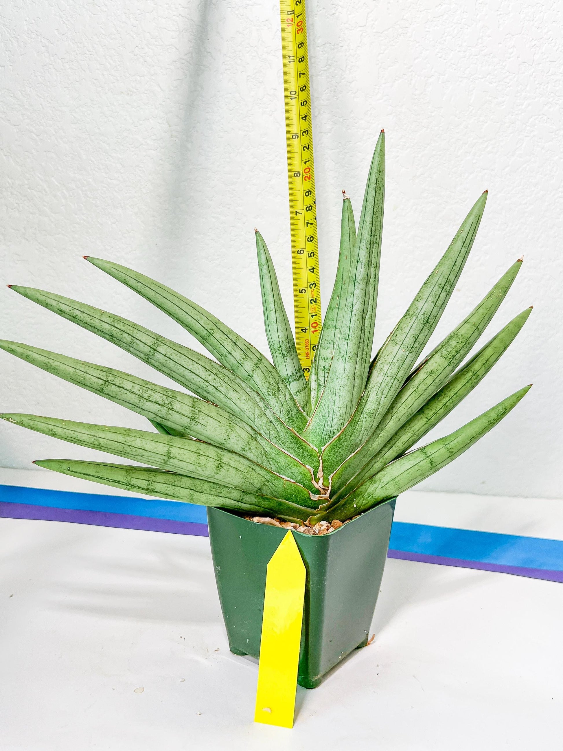 Sansevieria Silver Crown XXL (#D2) | Imported Plants | Rare Hybrid Species