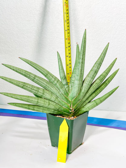 Sansevieria Silver Crown XXL (#D2) | Imported Plants | Rare Hybrid Species