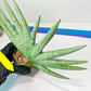 Sansevieria Silver Crown XXL (#D2) | Imported Plants | Rare Hybrid Species