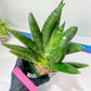 Sansevieria Kongiku XXL (#D2) | Imported Plants | Rare Hybrid Species