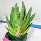 Sansevieria Kongiku XXL (#D2) | Imported Plants | Rare Hybrid Species