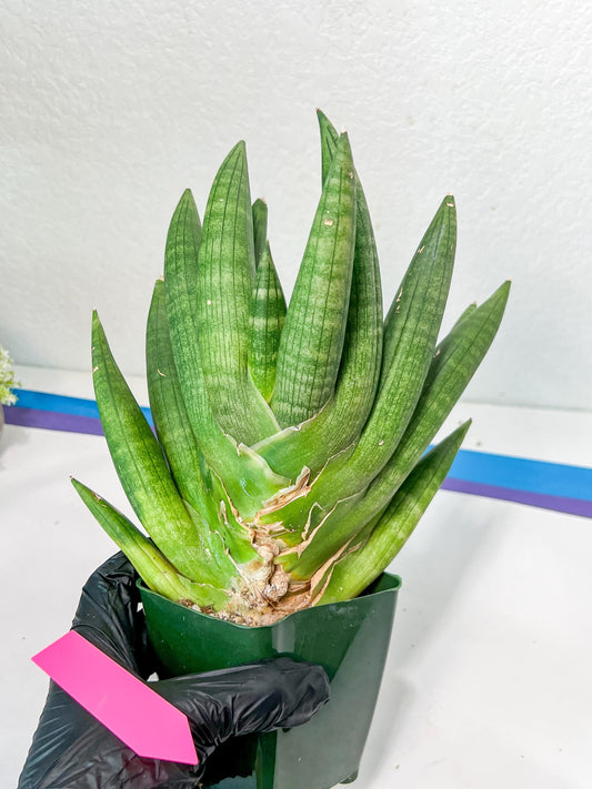 Sansevieria Kongiku XXL (#D2) | Imported Plants | Rare Hybrid Species