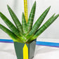 Sansevieria Kongiku XXL (#D2) | Imported Plants | Rare Hybrid Species