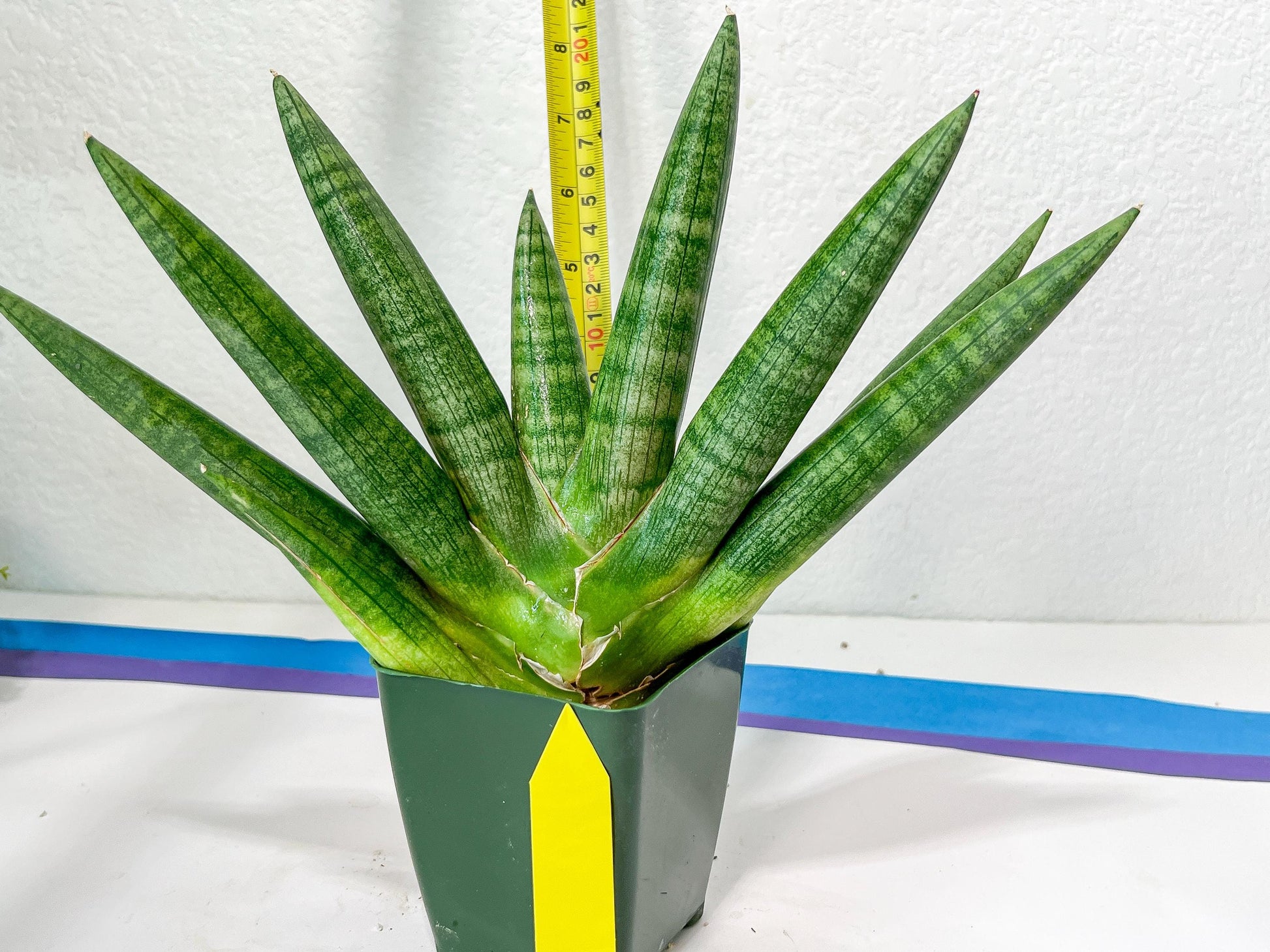 Sansevieria Kongiku XXL (#D2) | Imported Plants | Rare Hybrid Species