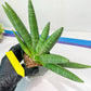 Sansevieria Kongiku XXL (#D2) | Imported Plants | Rare Hybrid Species
