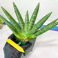 Sansevieria Kongiku XXL (#D2) | Imported Plants | Rare Hybrid Species