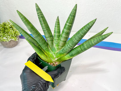Sansevieria Kongiku XXL (#D2) | Imported Plants | Rare Hybrid Species