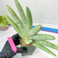 Sansevieria Big Silver XXL (#D2) | Rare Imported Plants | Hybrid Species