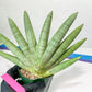 Sansevieria Big Silver XXL (#D2) | Rare Imported Plants | Hybrid Species