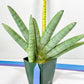 Sansevieria Big Silver XXL (#D2) | Rare Imported Plants | Hybrid Species