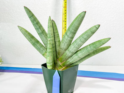 Sansevieria Big Silver XXL (#D2) | Rare Imported Plants | Hybrid Species