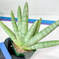 Sansevieria Big Silver XXL (#D2) | Rare Imported Plants | Hybrid Species