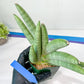 Sansevieria Big Silver XXL (#D2) | Rare Imported Plants | Hybrid Species