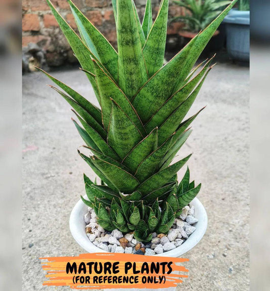 Sansevieria Asancaya (AC58) | Rare Imported House Plants